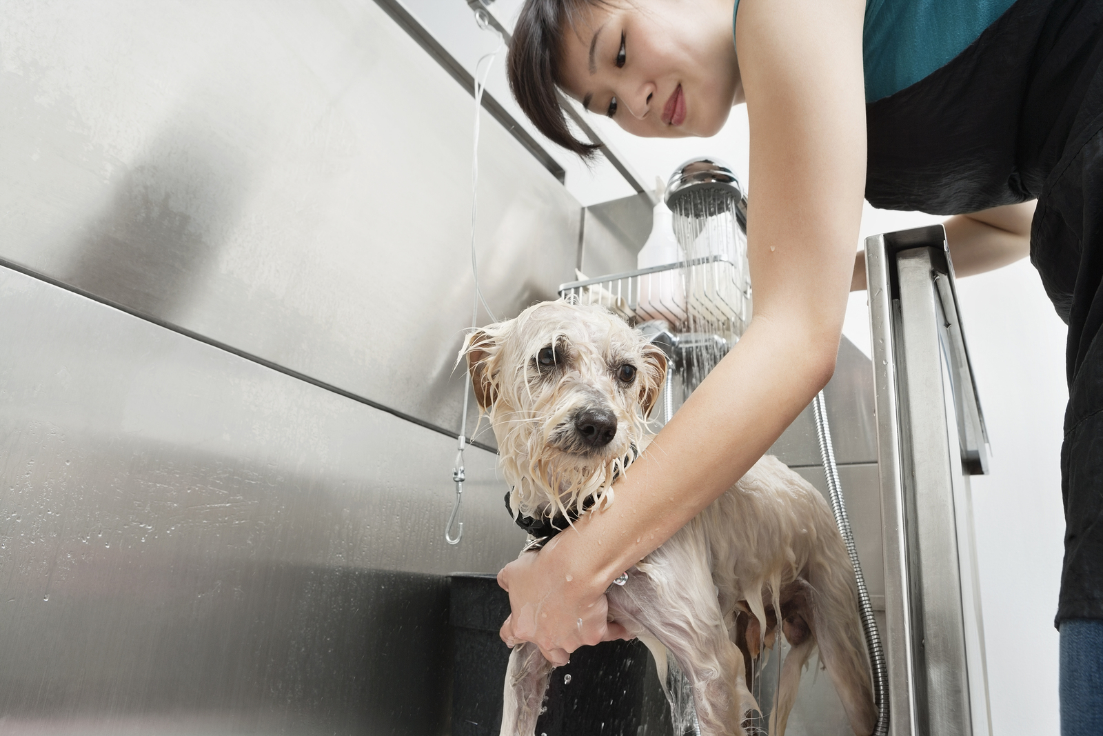 Welcome to Groomy's Pet Grooming Blog